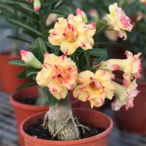 Home-Garden-Desert-Rose-Flowers-Bonsai-Plants-New-Year-Home-Sticker-Succulent-Decoration-1.webp