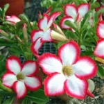 Home Garden Desert Rose Flowers Bonsai Plants New Year Home Sticker Succulent Decoration