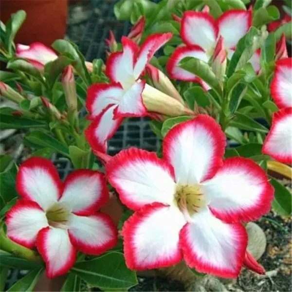 Home Garden Desert Rose Flowers Bonsai Plants New Year Home Sticker Succulent Decoration